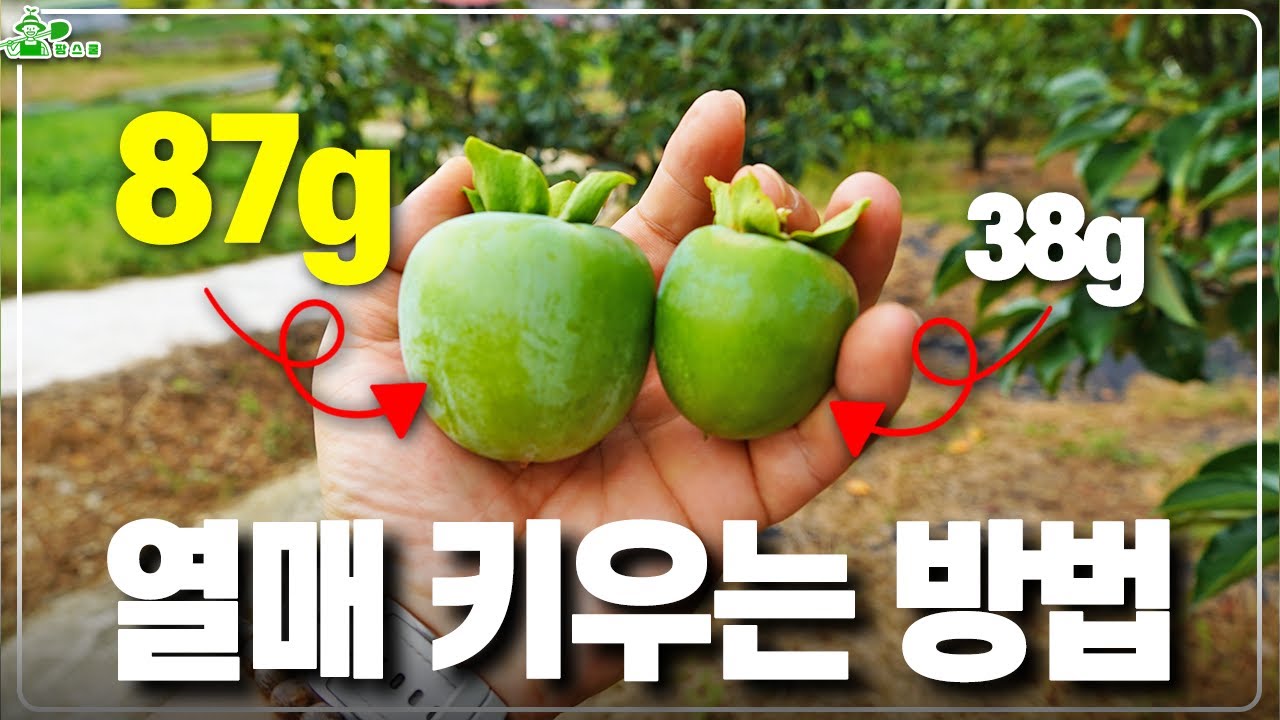 수익을 극대화 하세요 ㅣ 열매 2배 키우는 방법 ㅣ 농업기술 ㅣ 수세를 보고 하세요