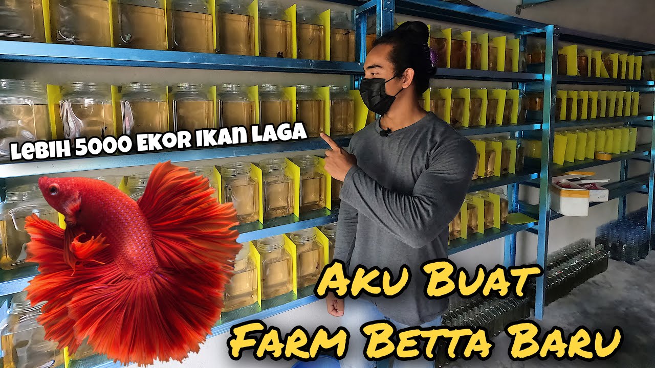 Aku Buat Farm Betta Baru ..Ada Lebih 5000 Ekor Ikan