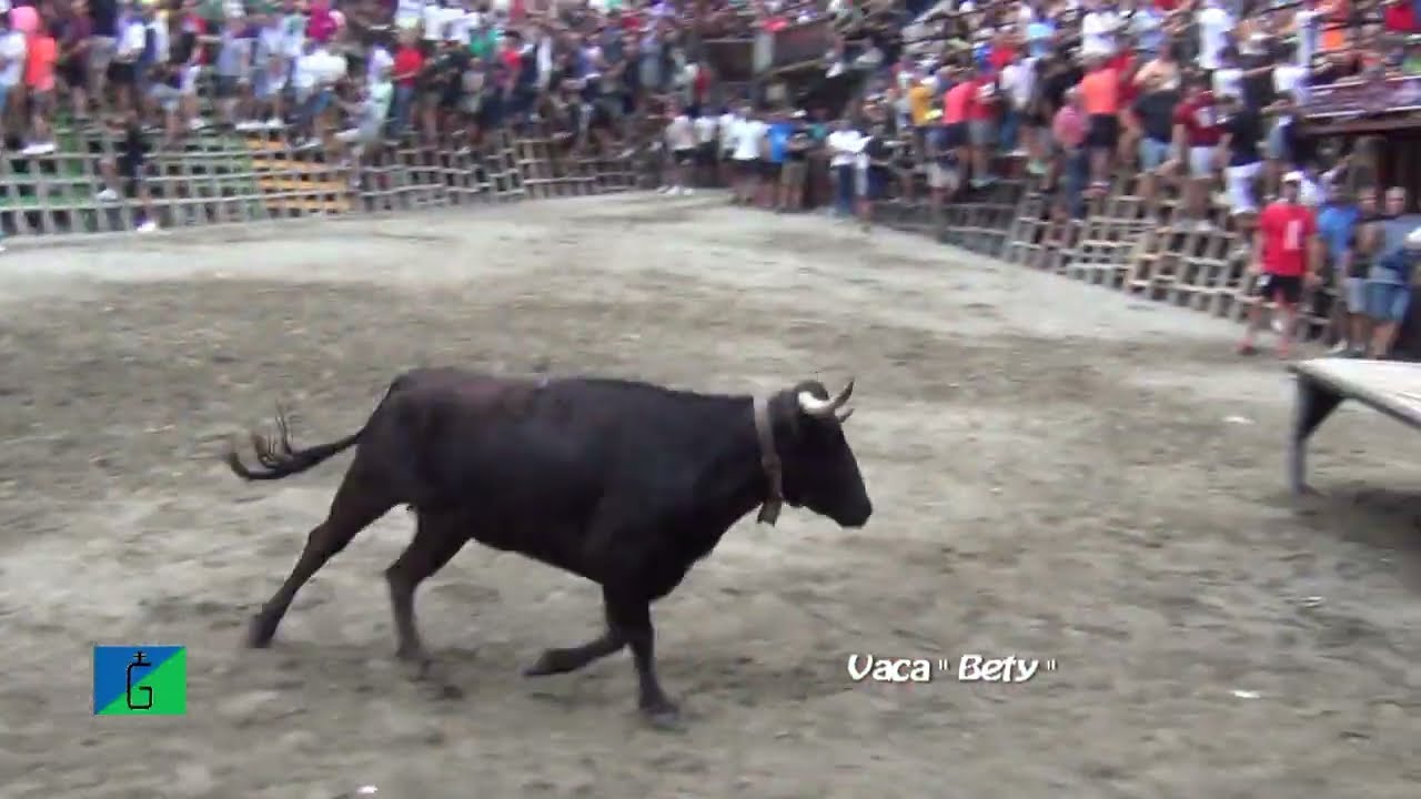 SEGORBE ( CS ) - 11/09/2024 - VACA 