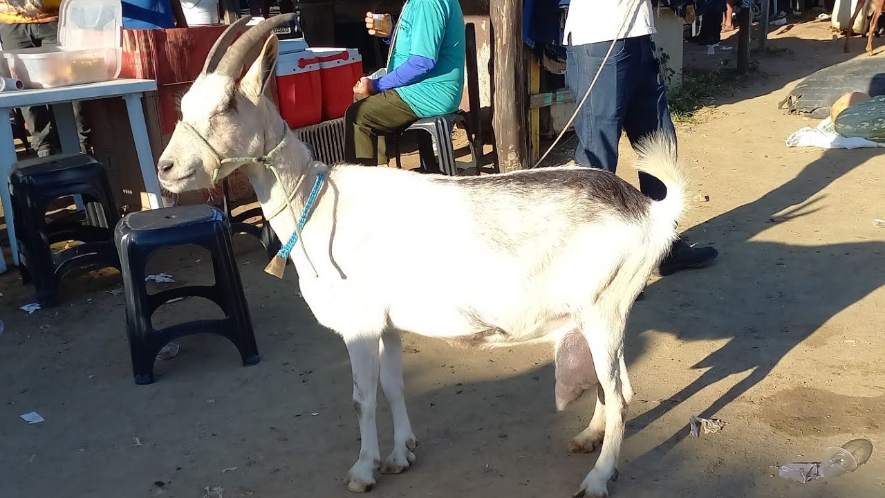 FEIRA DE CAPRINOS E OVINOS EM CAMPINA GRANDE-PB 08-10-2025 CABRAS E OVELHAS 