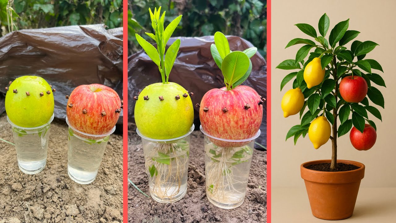 Apple Lemon Miracle Plant | Grow Lemon and Apple on the Same Tree | Amazing Fruit Experiment