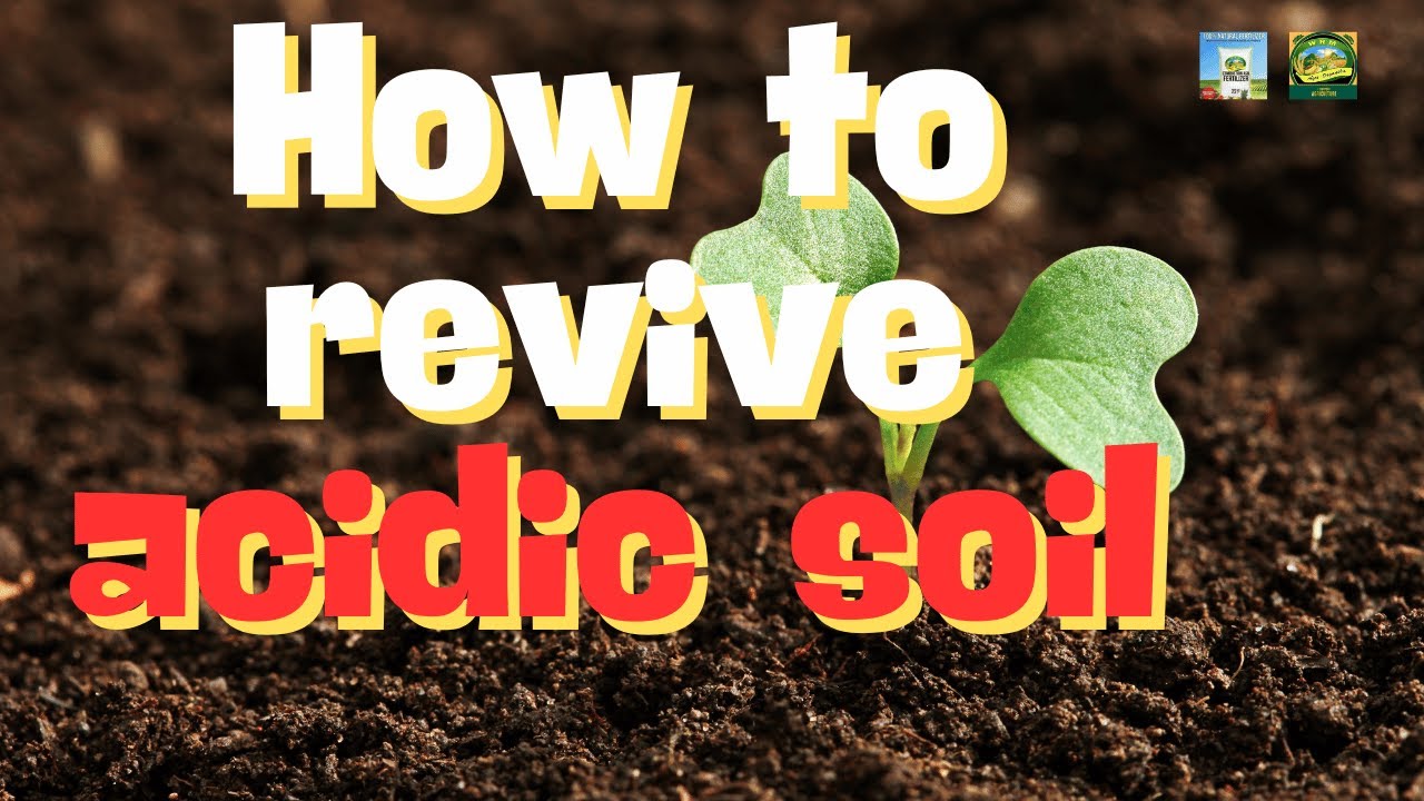How to revive acidic soil I Maasim na lupa? No problem, Narito ang Combustion ash Fertilizer