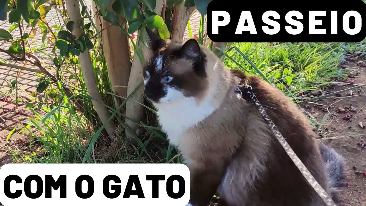 Walk with the CAT, Peaceful and Pleasant Afternoon, City of Encarnacion/Paraguay