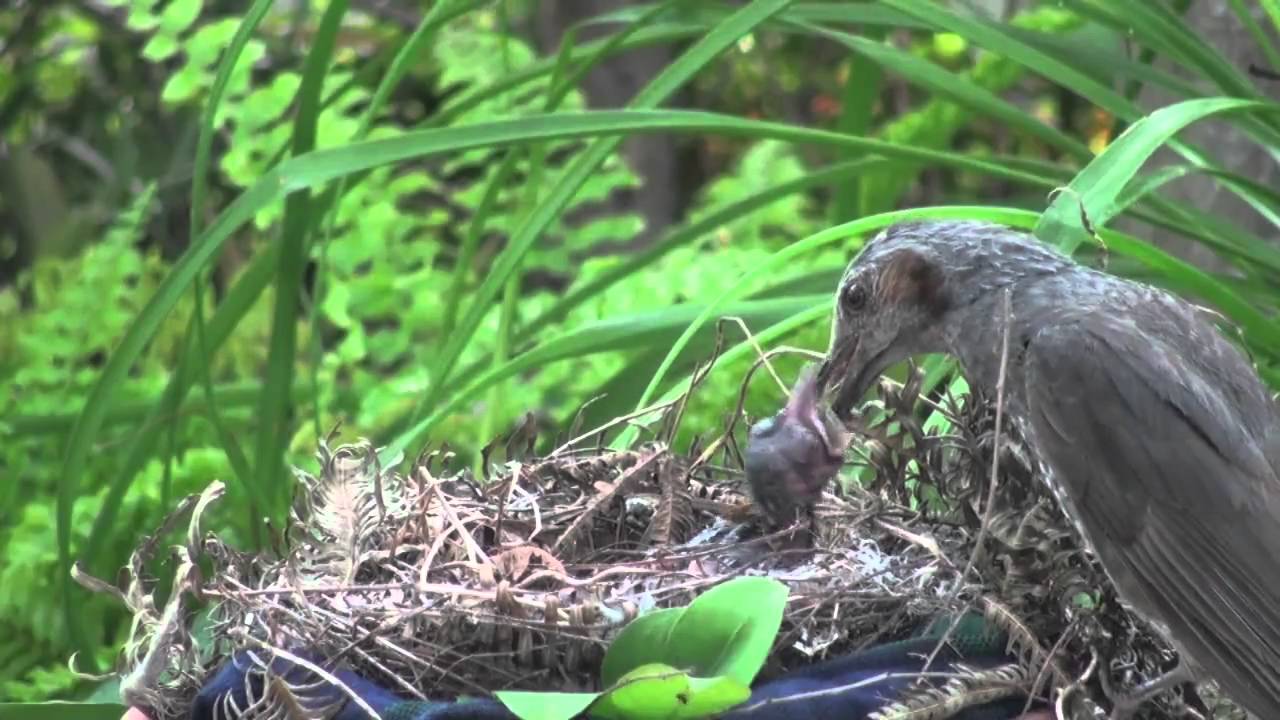 野鳥：ヒヨドリの子育て／Wild Birds: Brown-eared Bulbul