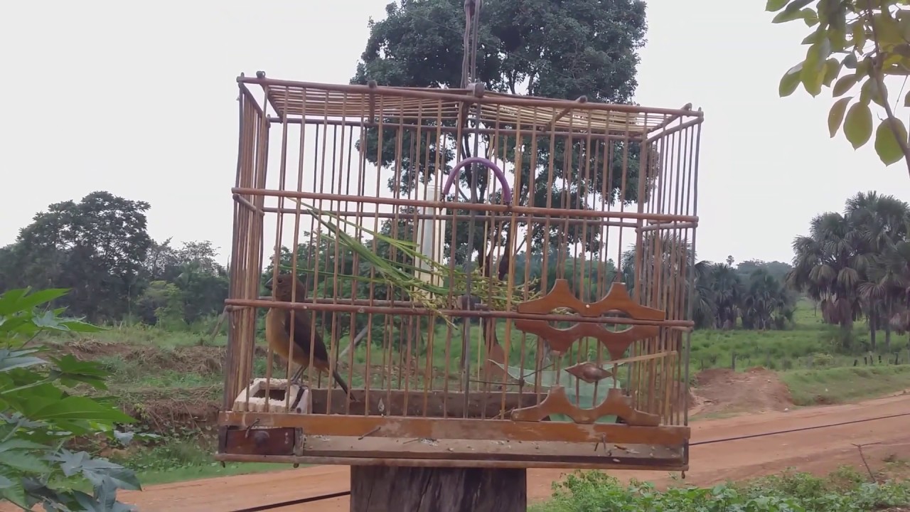 🐦curió do Pará