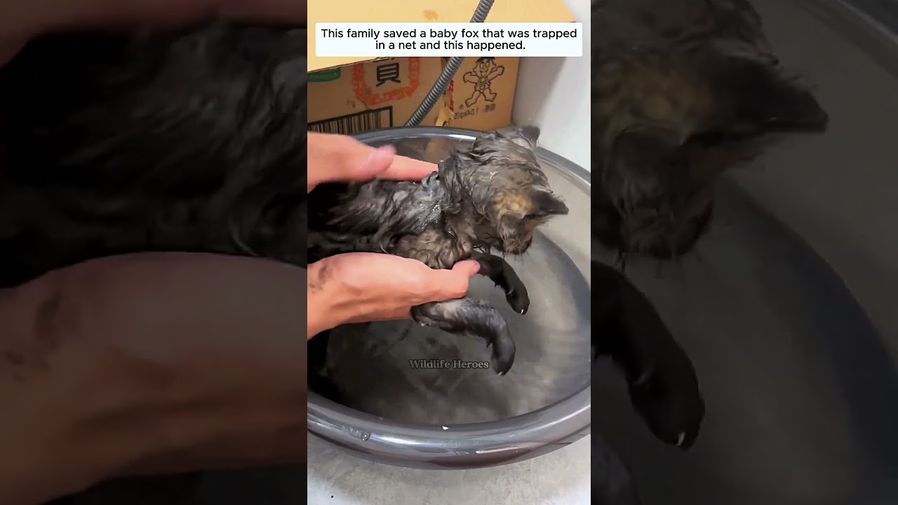 This family saved a baby fox that was trapped in a net and this happened #fox #babyfox #shorts