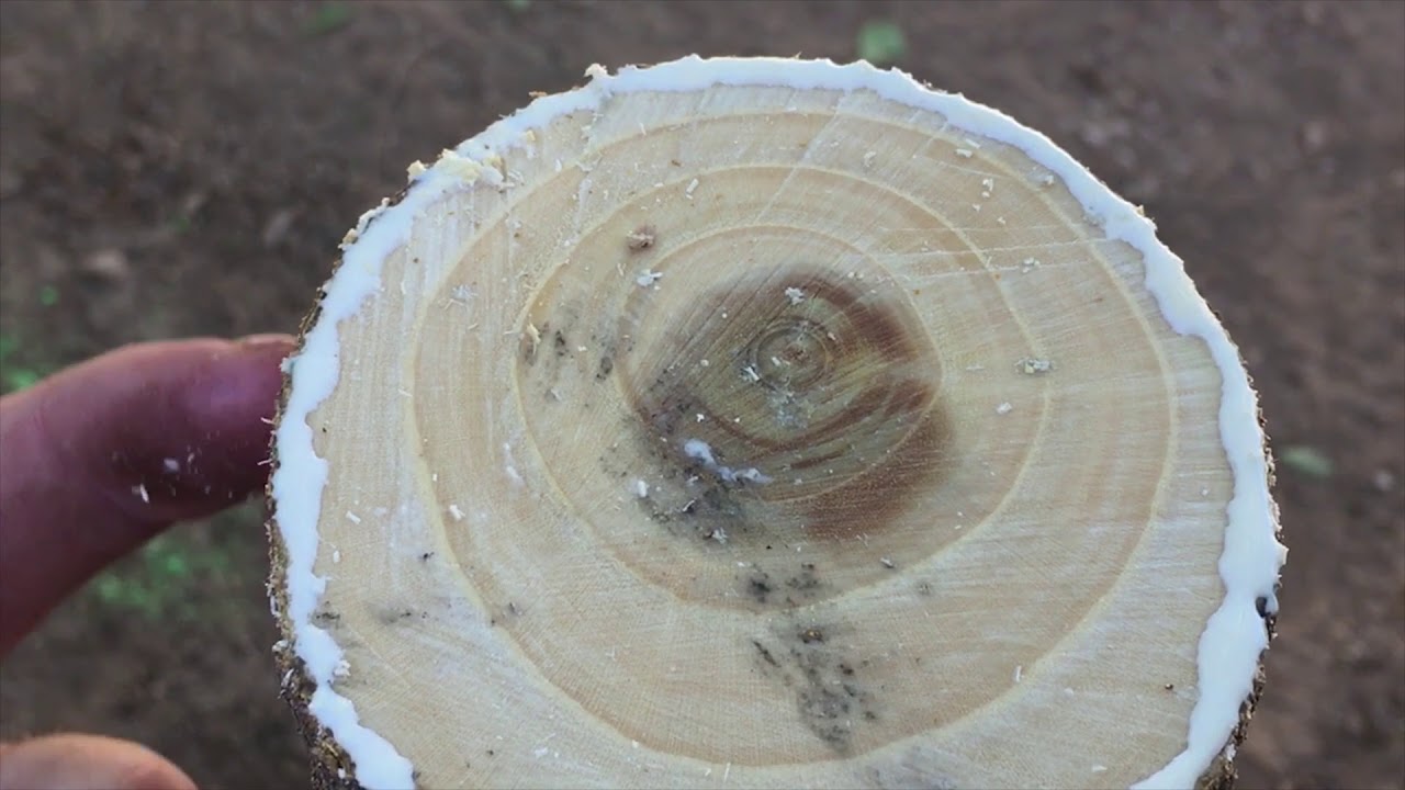 Ep142 - Grafting Fruiting Mulberry to Non-Fruiting Rootstock - Part 1