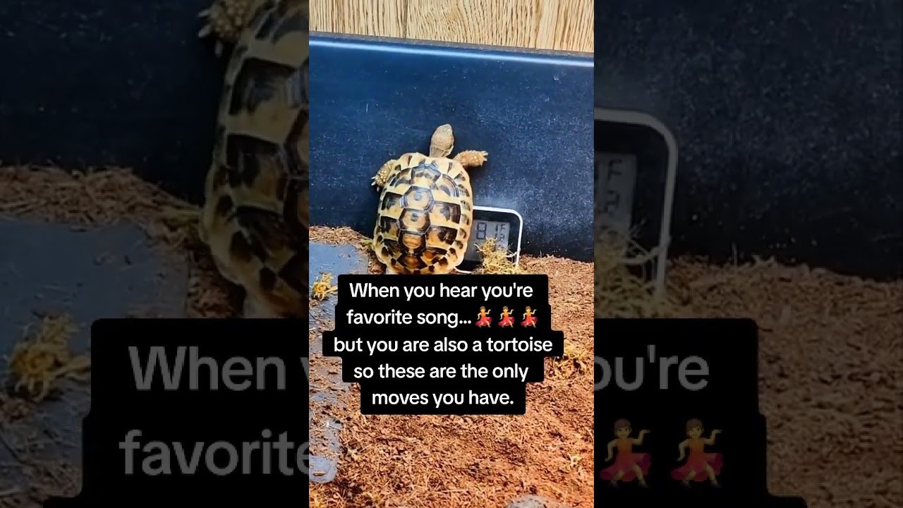 #pettortoise #trendingpetshorts #pets