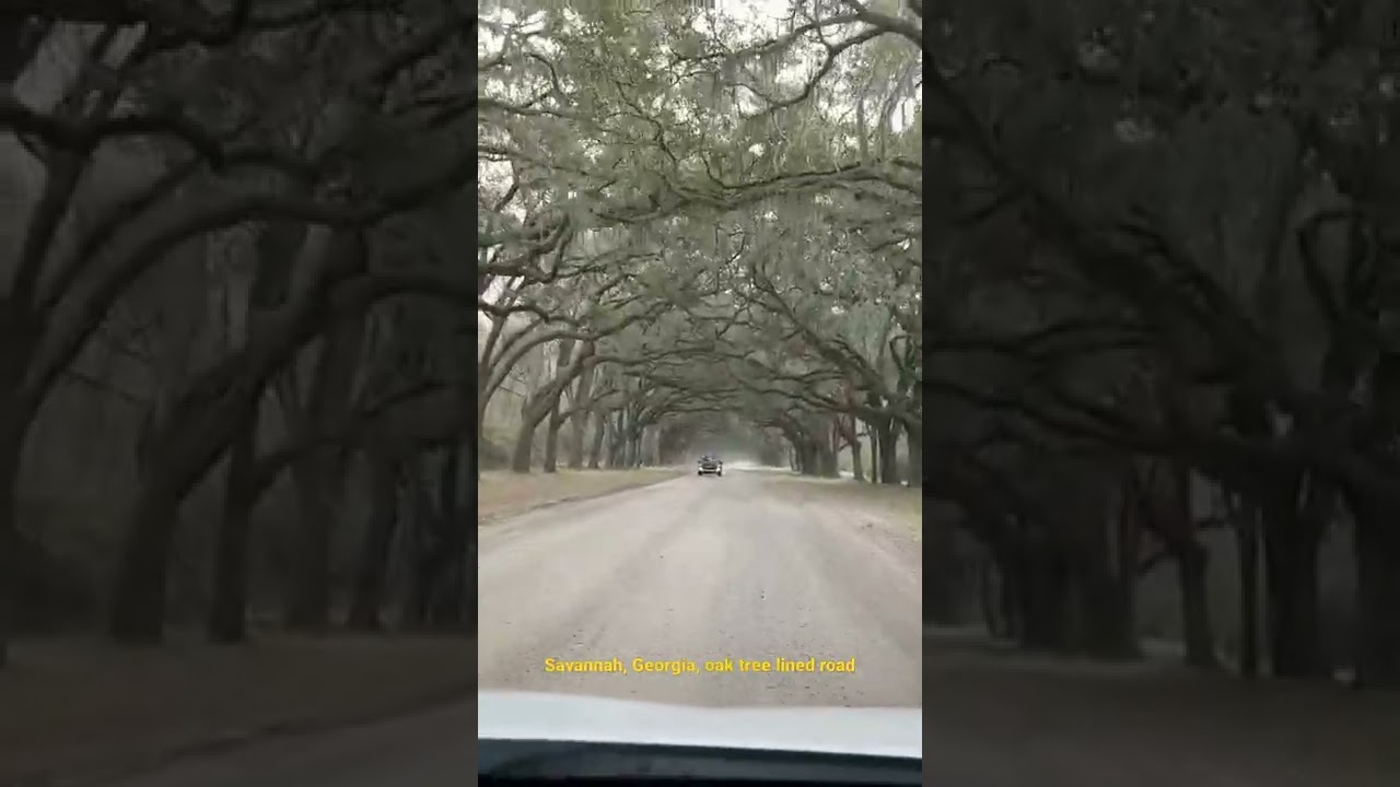 Savannah, Georgia, oak tree lined road