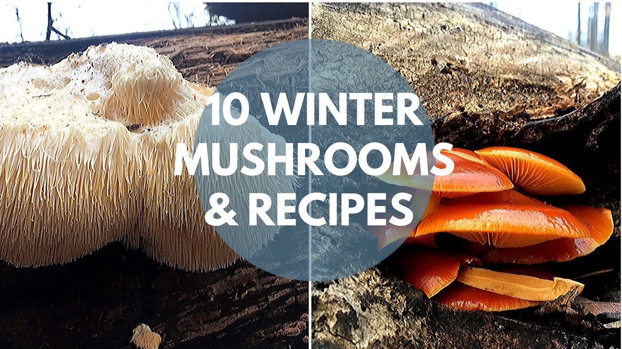 Wild Mushroom Foraging, Identification and Cooking 常见野生菌十种