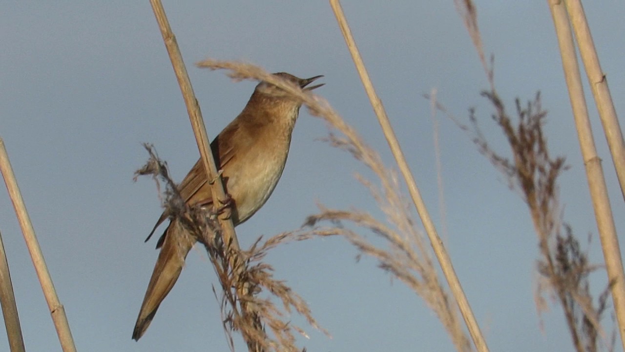 Felosa-unicolor (Locustella luscinioides)