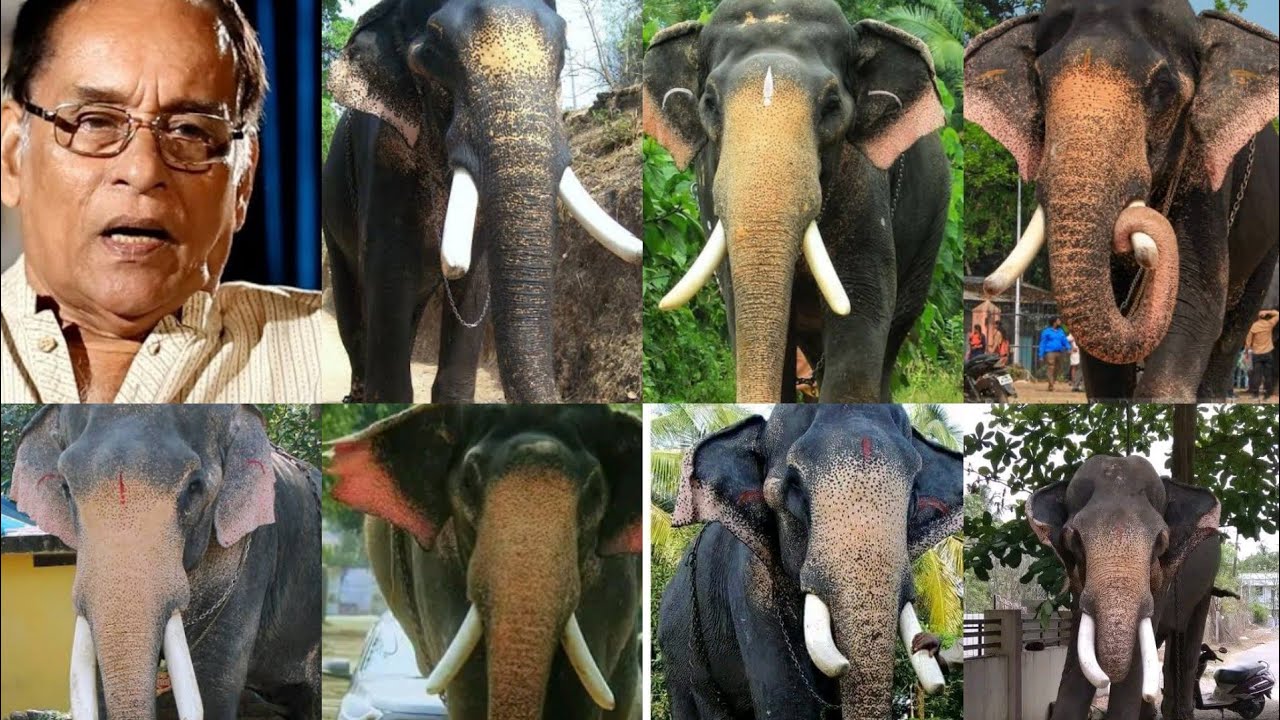ഈ പ്രശസ്തരായ ആനകളൊക്കെ ബാബു നമ്പൂതിരിയുടെ ആയിരുന്നോ 😲😲 കണ്ടു നോക്കൂ !! | Babu namboothiri