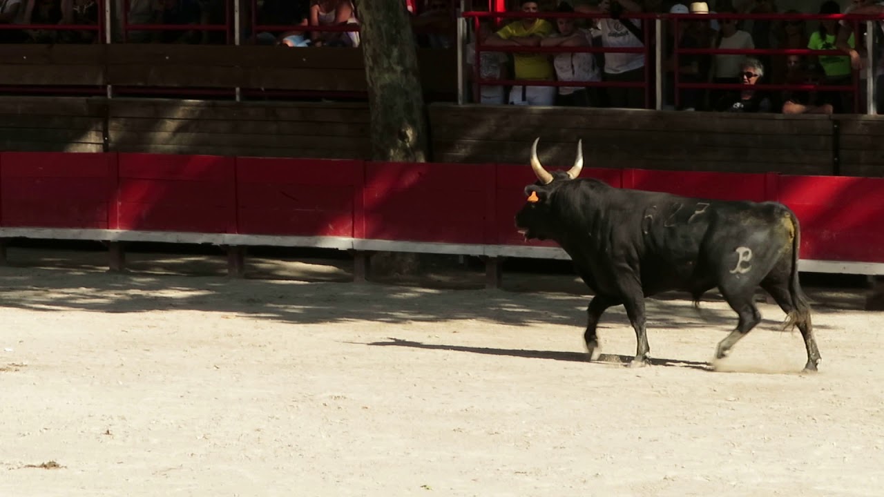 Fête de Marsillargues 2019 - Course de Taureaux Neufs - Le 1er taureau de la manade Boch