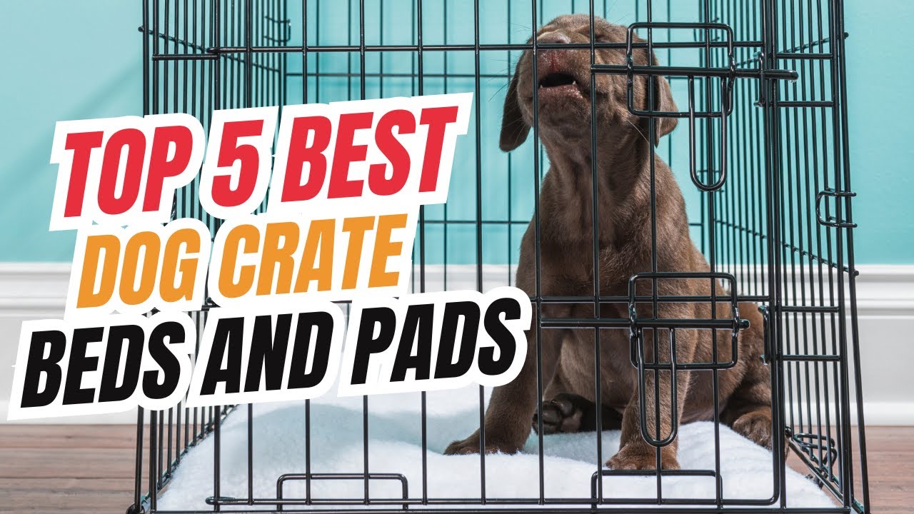 Top 5 Best Dog Crate Beds and Pads in 2025