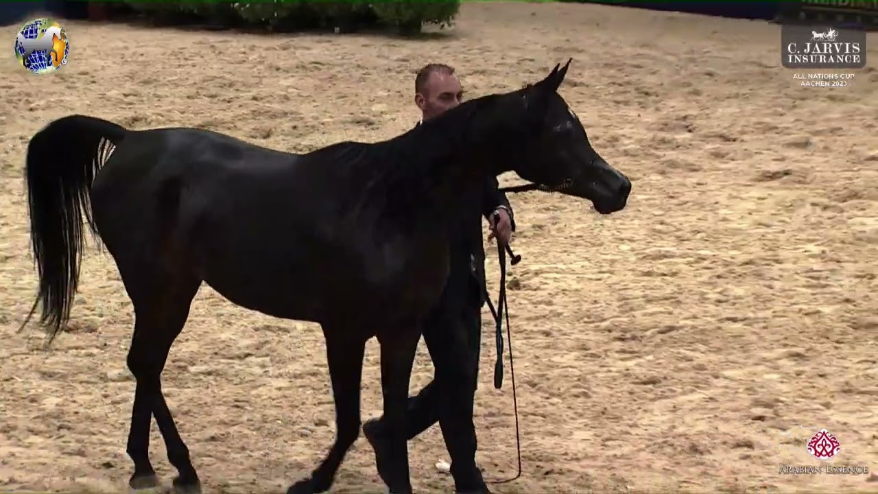 N 81 PILA   39th All Nations Cup   Aachen   Mares 4 6 Years Old Class 7B