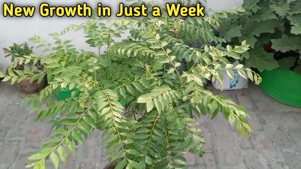 How to Encourage New Growth in Curry Leaf Plant