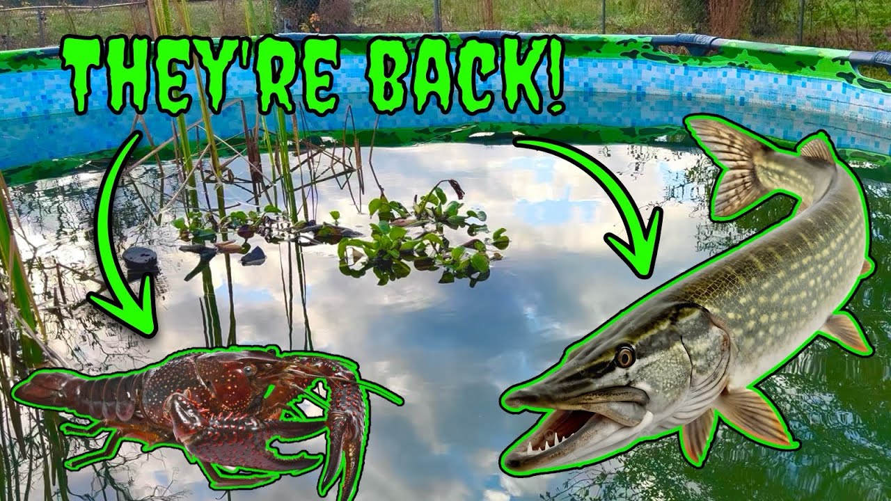 Bringing Your FAVORITE Species Back Into The Pool Pond! (Will They Survive This Time?)