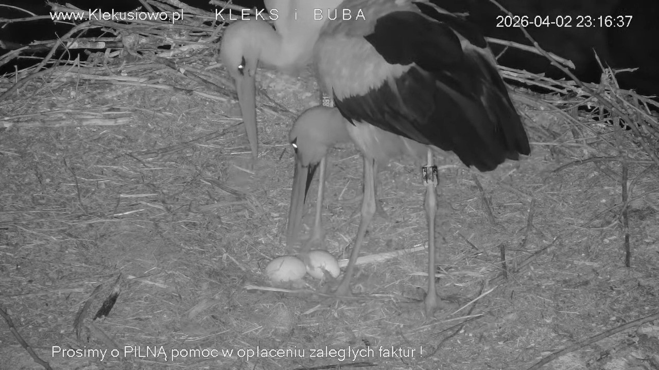 KLEKUSIOWO ~ 2 KWIETNIA 2026 ~ BUBA ZŁOŻYŁA DRUGIE JAJKO! 🥚🥚💖