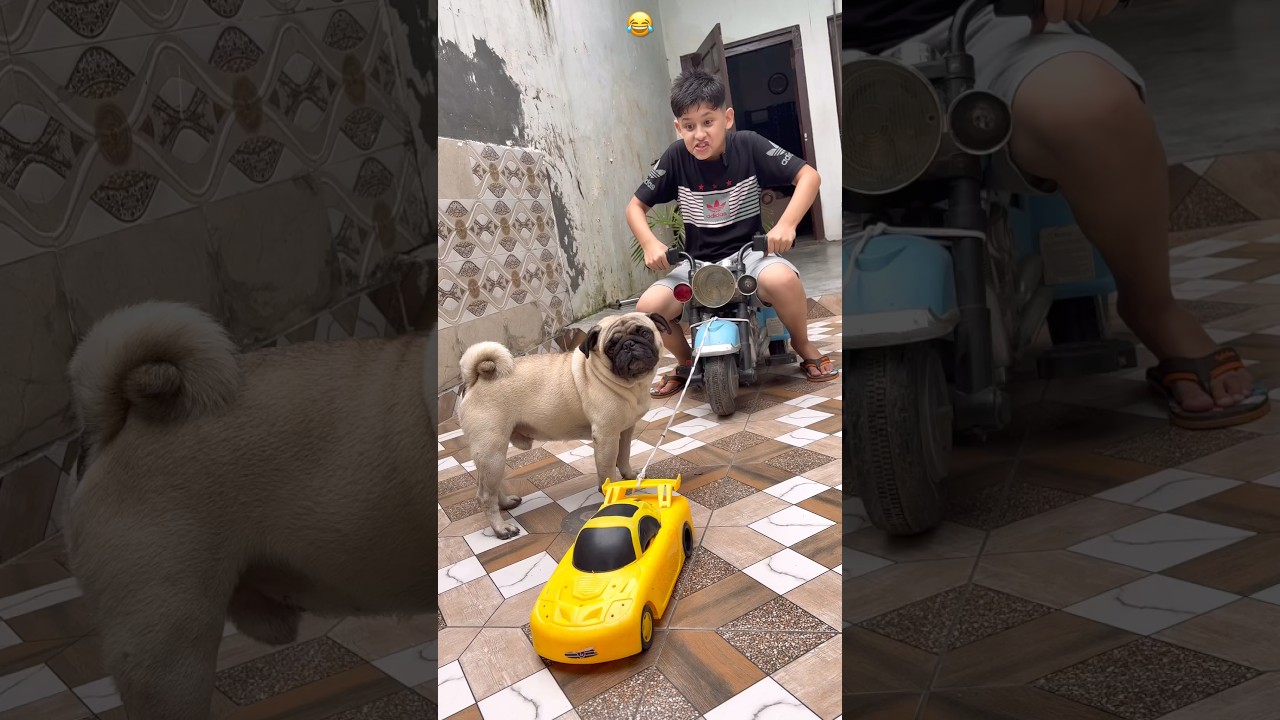 Leo is cutest🥰😍#comedy #funny #funnyshorts #shorts