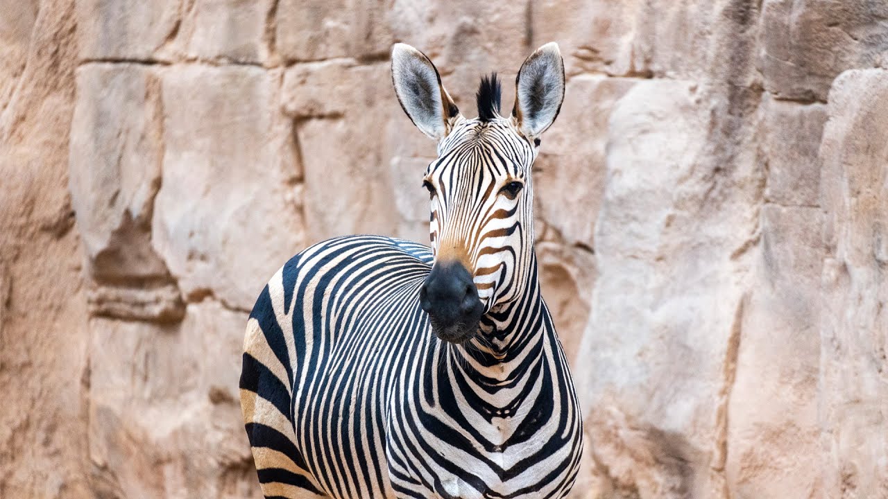 Descubre los animales con BIOPARC Valencia: Cebras