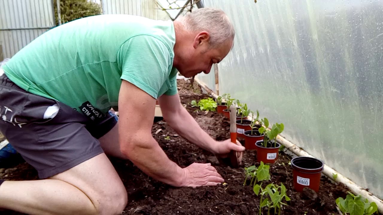 Les premiers haricots verts sont prêt à être plantés en serre