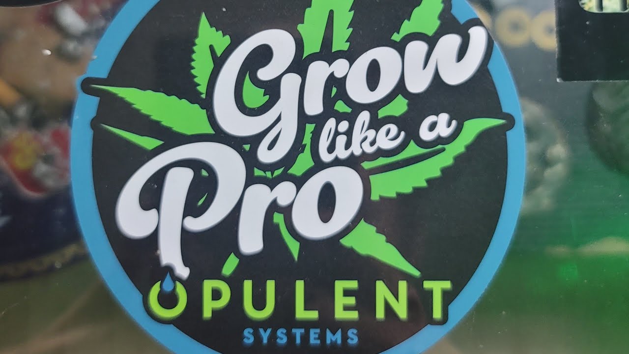 review on our new tent by opulent systems