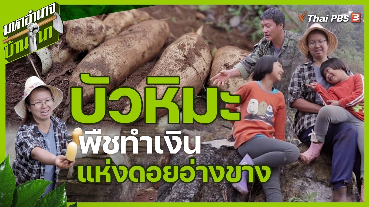 บัวหิมะ พืชทำเงินแห่งดอยอ่างขาง | มหาอำนาจบ้านนา
