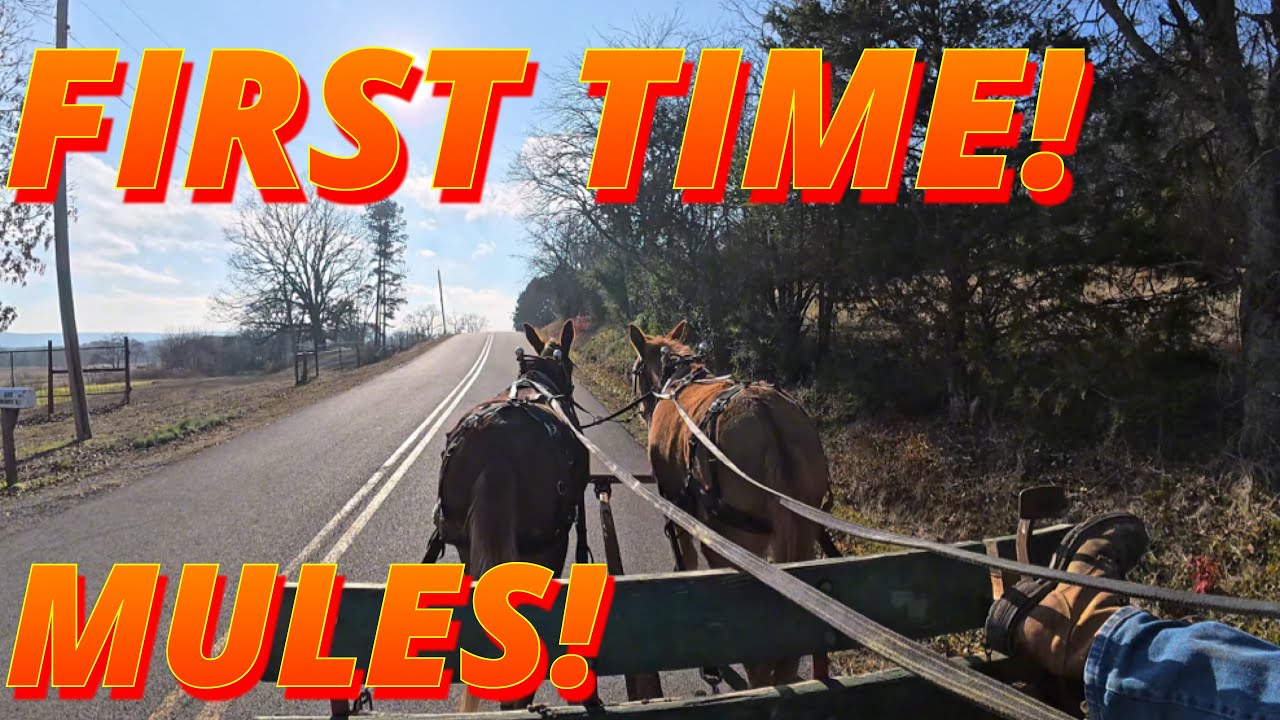 Harnessing unbroken mules to the WAGON-WE WERE NERVOUS