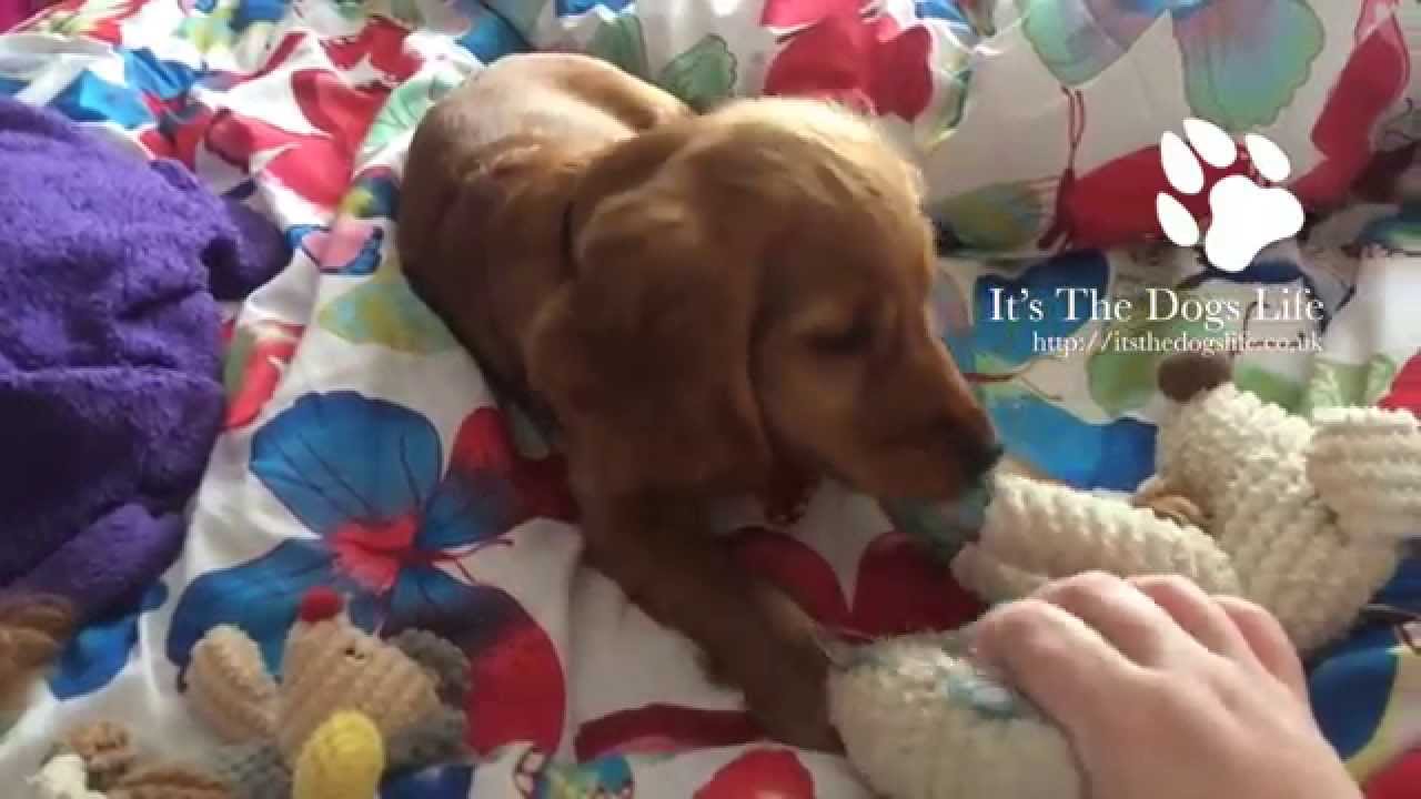 Our Cocker Spaniel Playing With Maisie Mouse