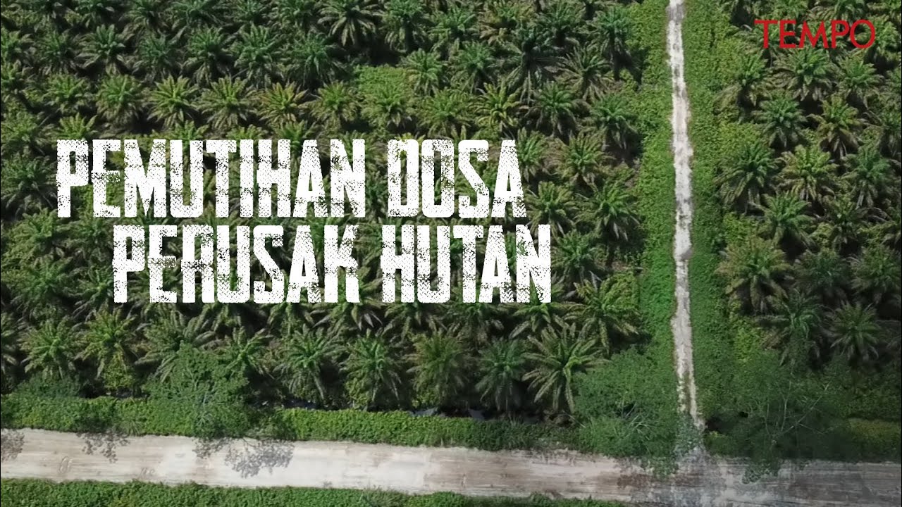Pemutihan Dosa Perusak Hutan
