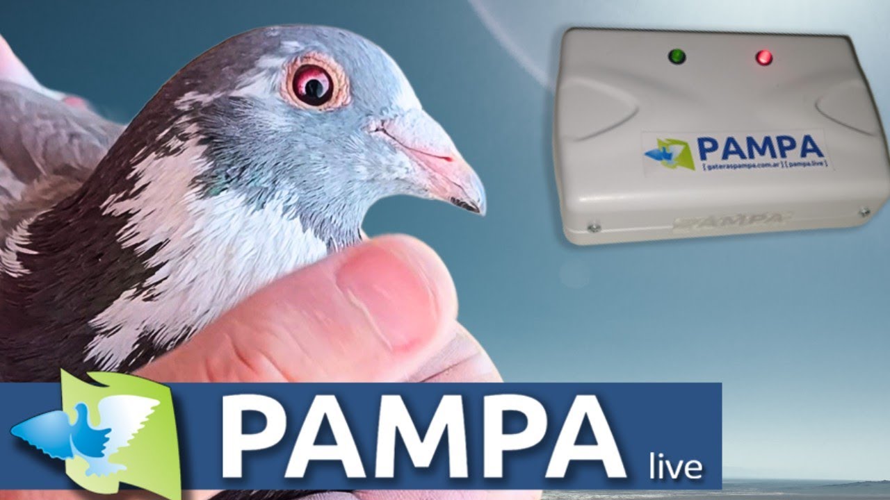 EL FUTURO LLEGO!!! 👀 PALOMAS MENSAJERAS VAS A NECESITAR ESTO 👆👆👆