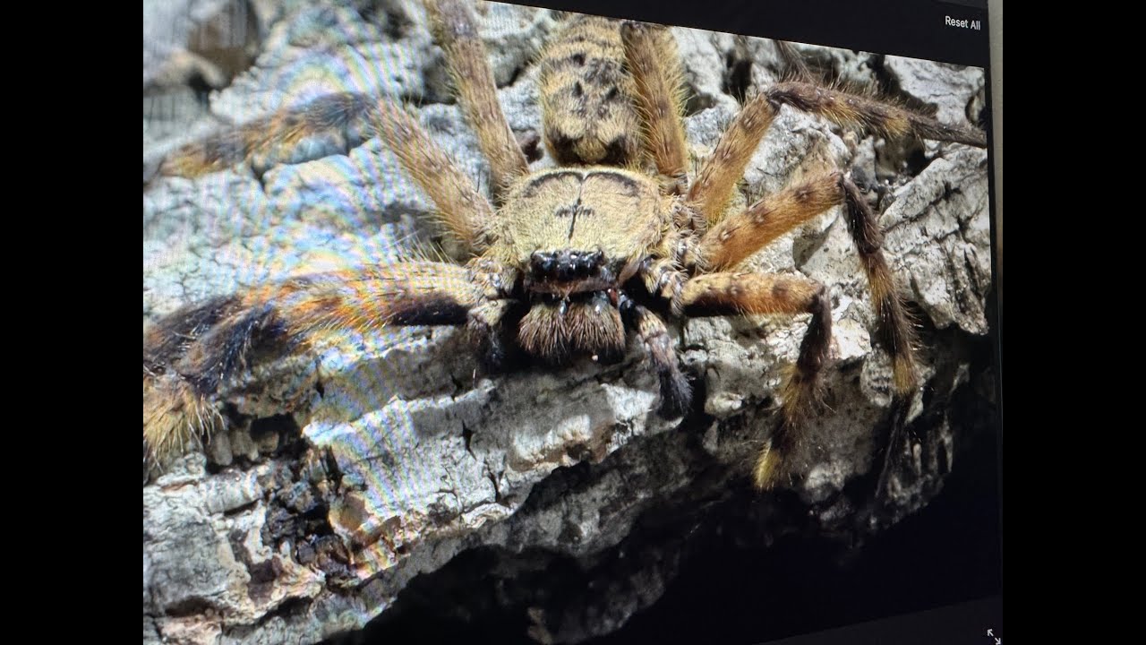 Barylestis scutatas, Camaroon Crab Spider  rehouse and care