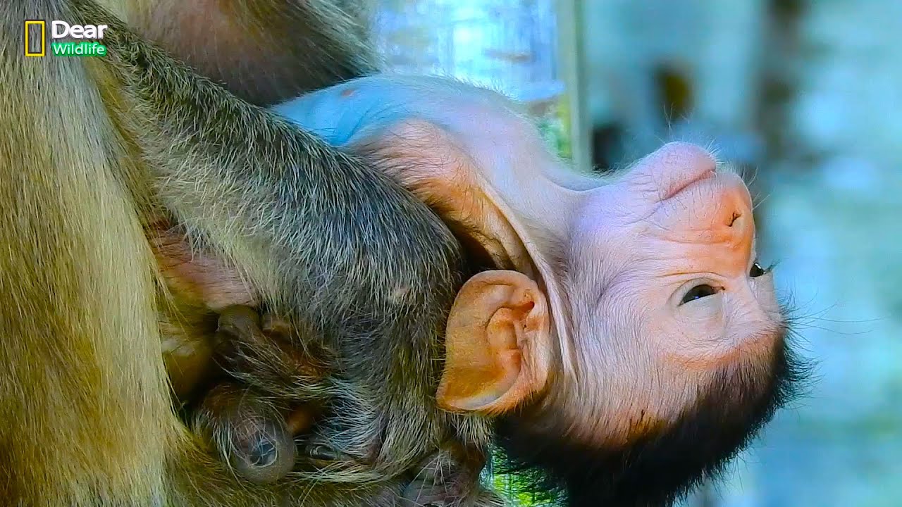 Very pitiable.!! A little baby animal Vigo looks is very exhausted and hungry food
