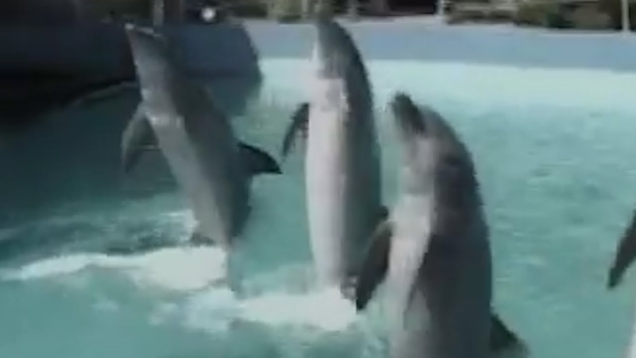 Combat dolphins and navy sea lions: meet the military sea mammals