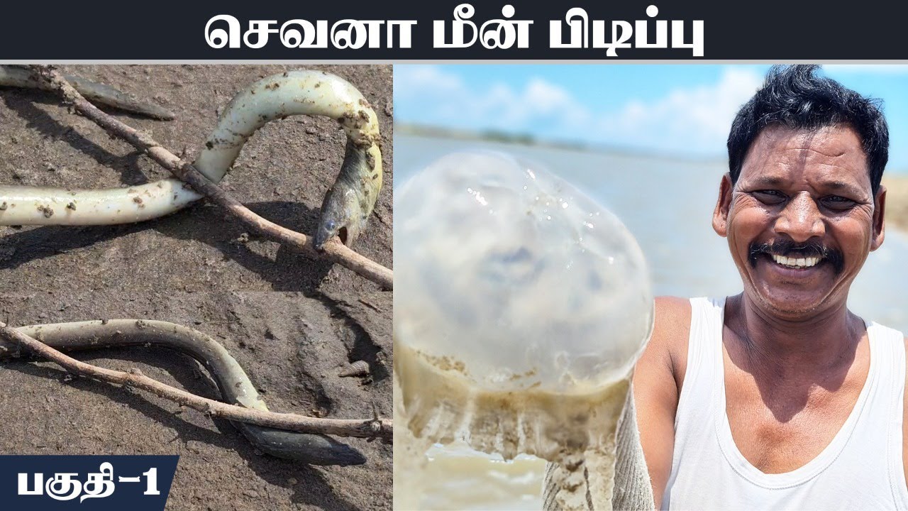 இதுவரை யாரும் பிடிக்கமுடியாத அரியவகை செவனா மீன் பிடிப்பு - பகுதி 1| The RAREST SEVANA FISH Catching