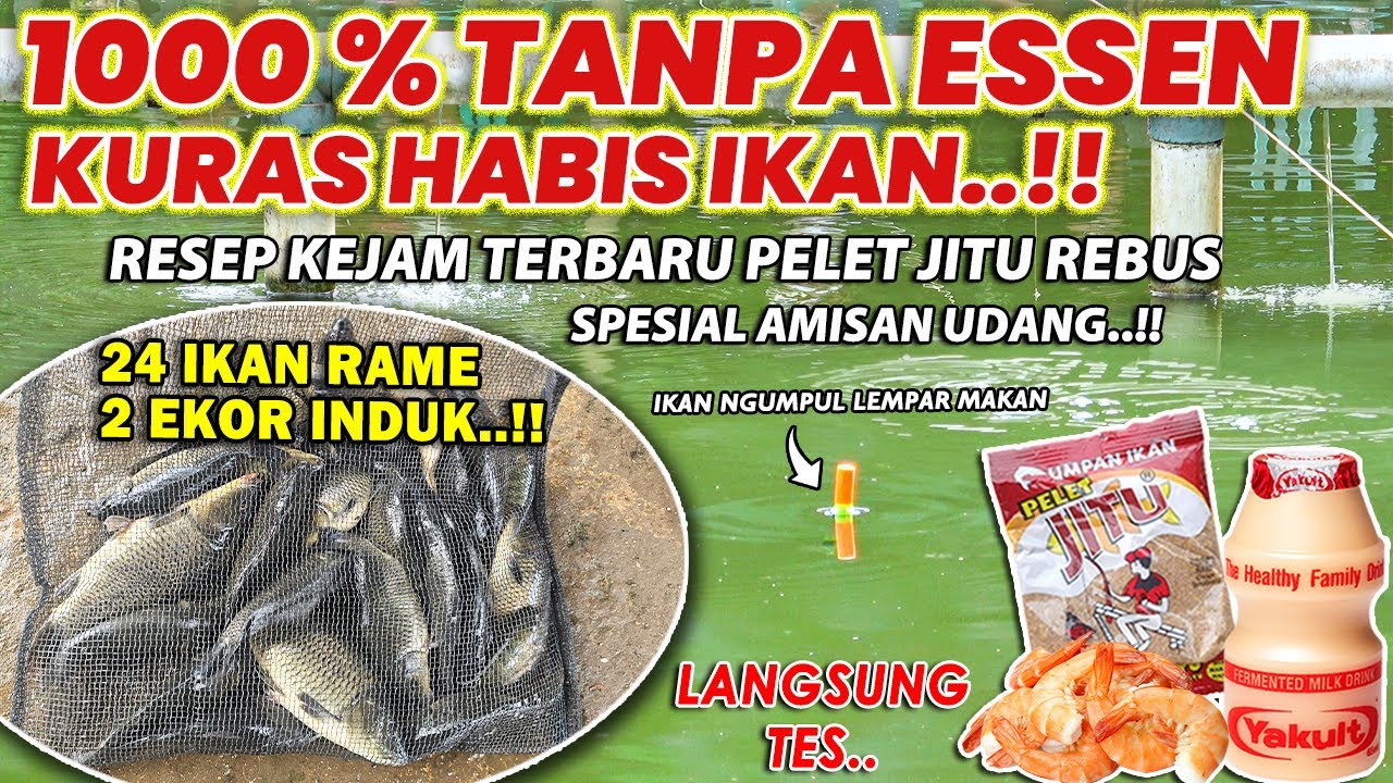 RACIKAN 100% TANPA ESSEN PENGURAS EMPANG !! RESEP KEJAM TERBARU PELET JITU REBUS AMISAN UDANG ❗❗