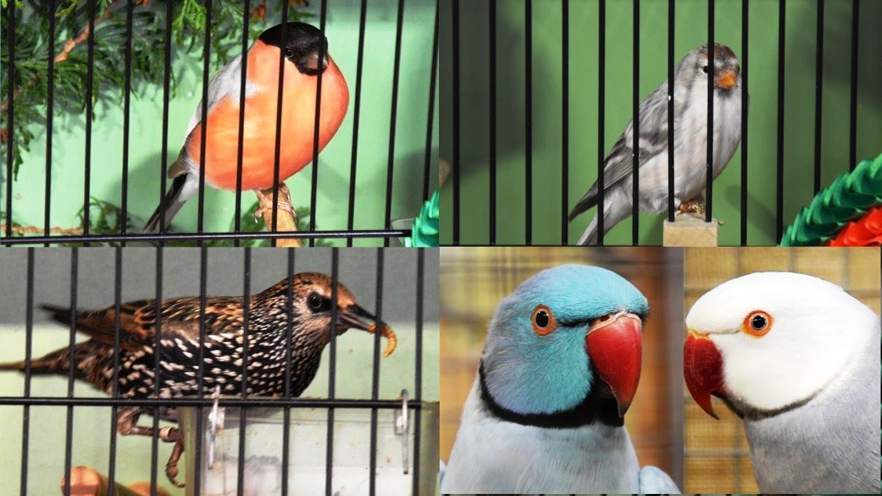 Impressionen AZ - Schauen. #Vogelzucht.