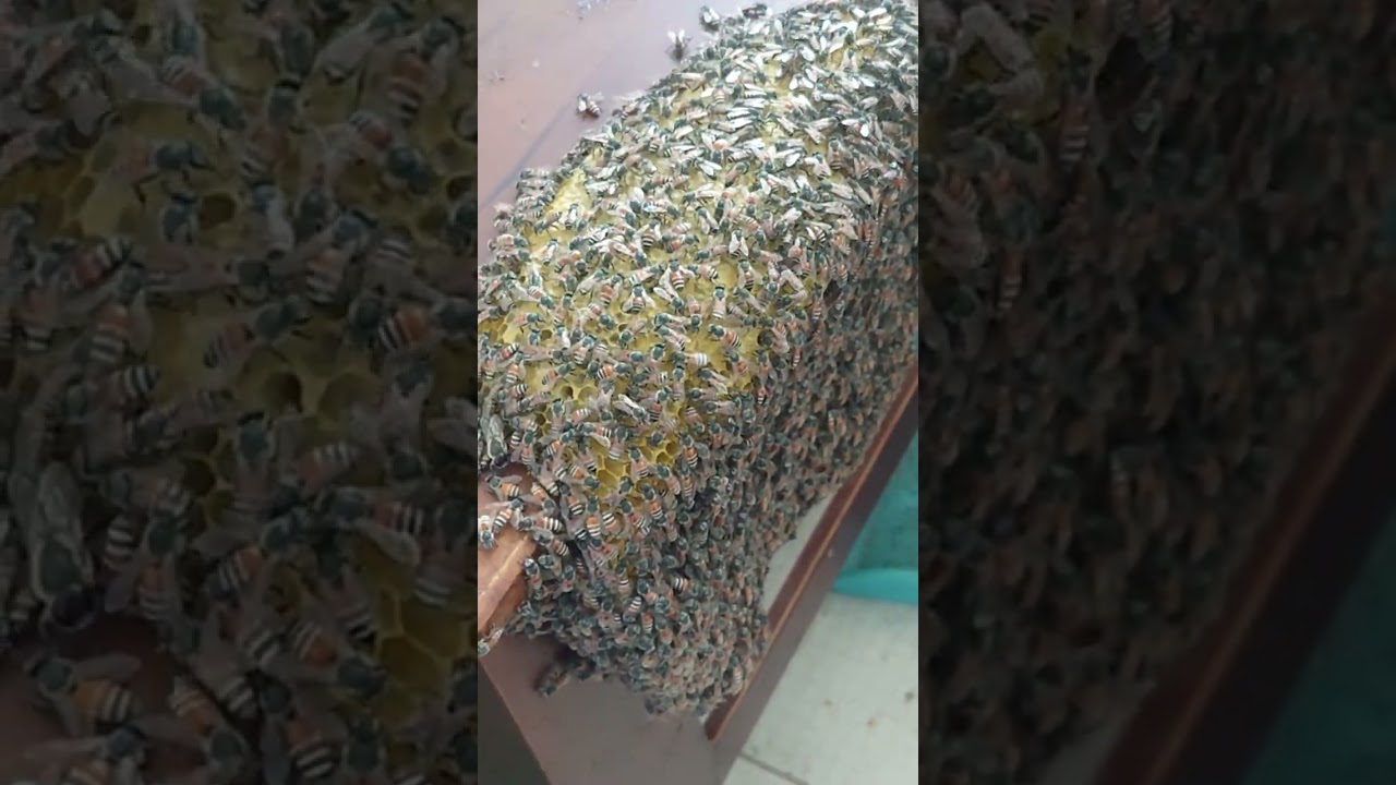 Nuôi tổ ong ruồi trong nhà.