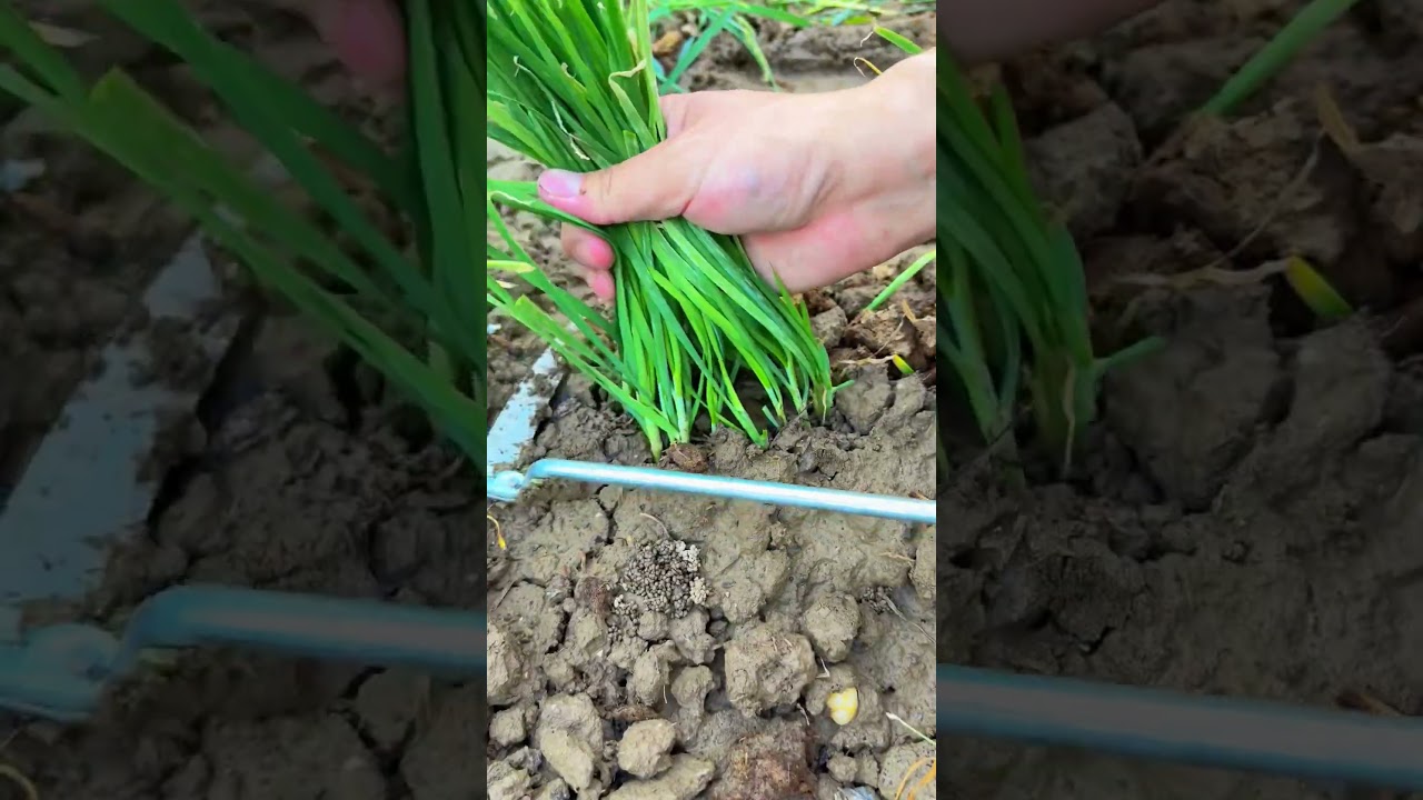 Harvesting chives and weeding corn fields#agriculture#rural life# #easyfarming #satisfying #garden