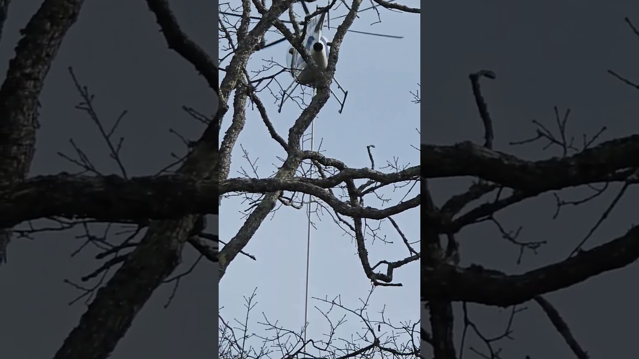 Its Tree Trimming Time Here but With A Twist 