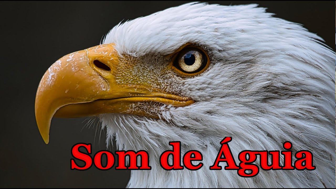 Som de Águia 🦅 1 hora