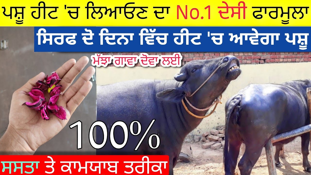 ਪਸ਼ੂ ਹੀਟ 'ਚ ਲਿਆਓਣ ਦਾ ਤਰੀਕਾ • heat problem solution in dairy farming • Agri Advice