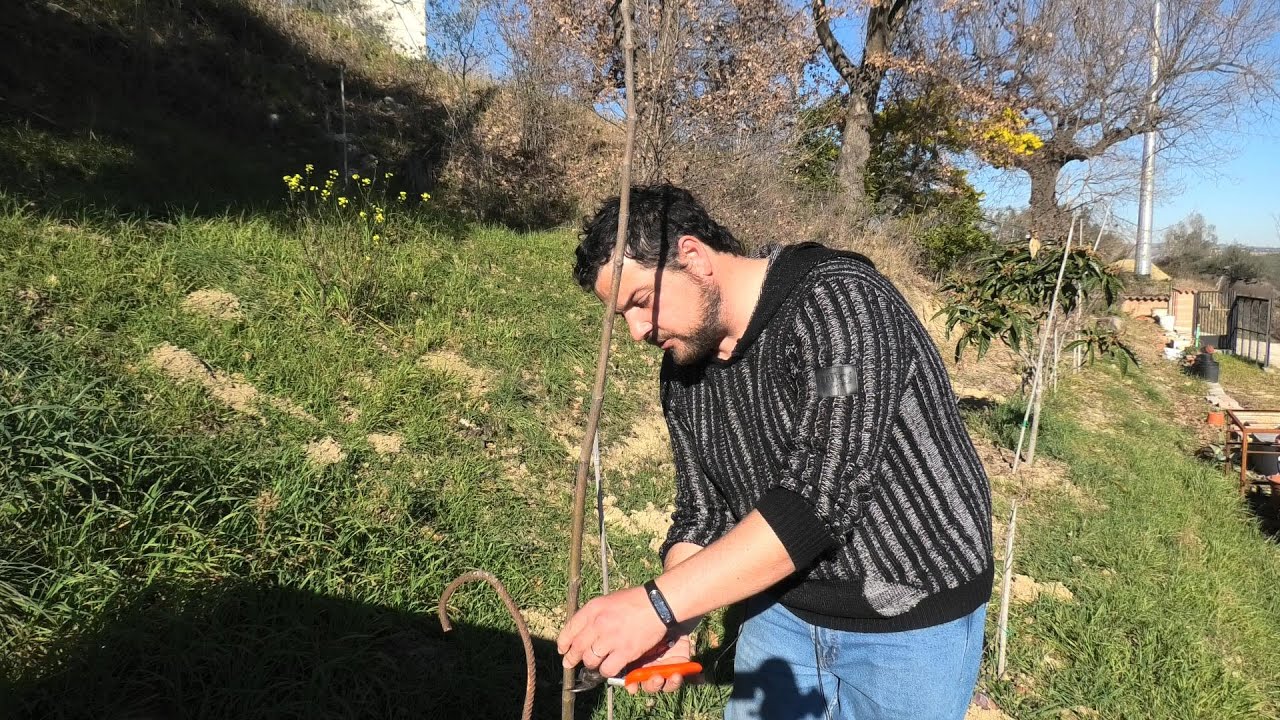 IMPALCARE UN GIOVANE FICO (POTATURA DEL PRIMO ANNO / CIMARE L' ASTONE CENTRALE)