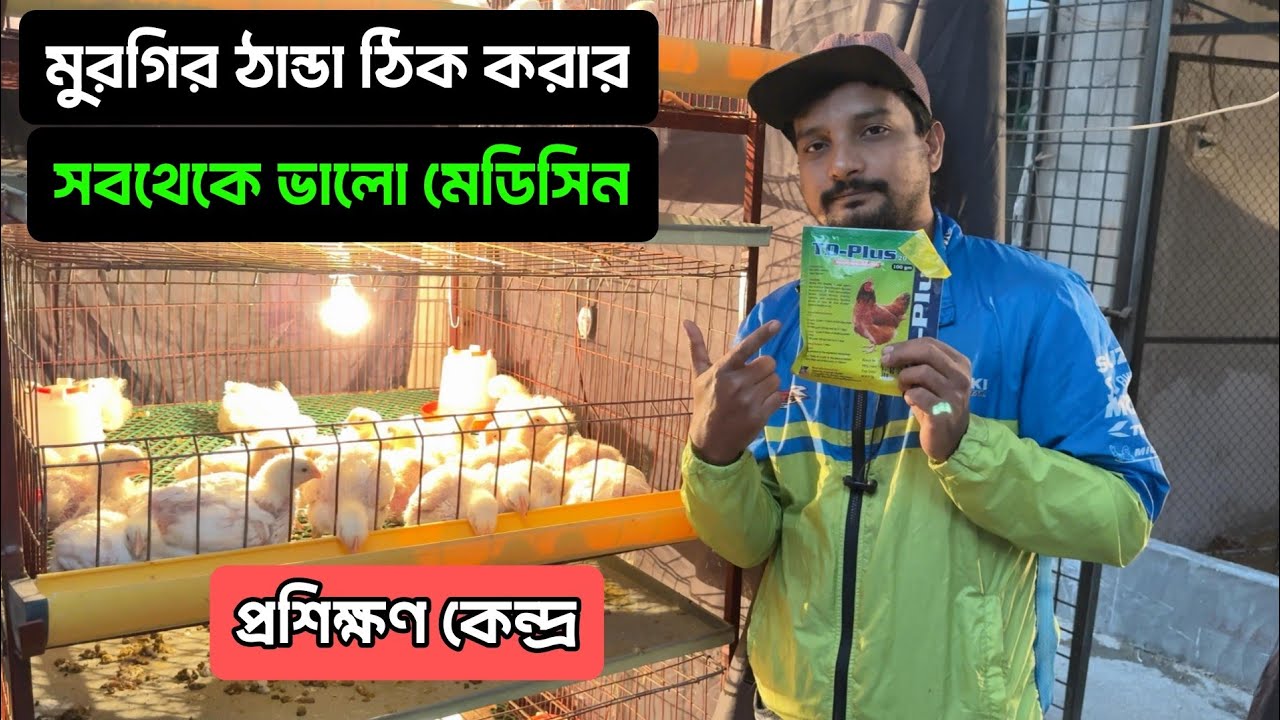 মুরগির ঠান্ডা ঠিক করার সবথেকে ভালো মেডিসিন