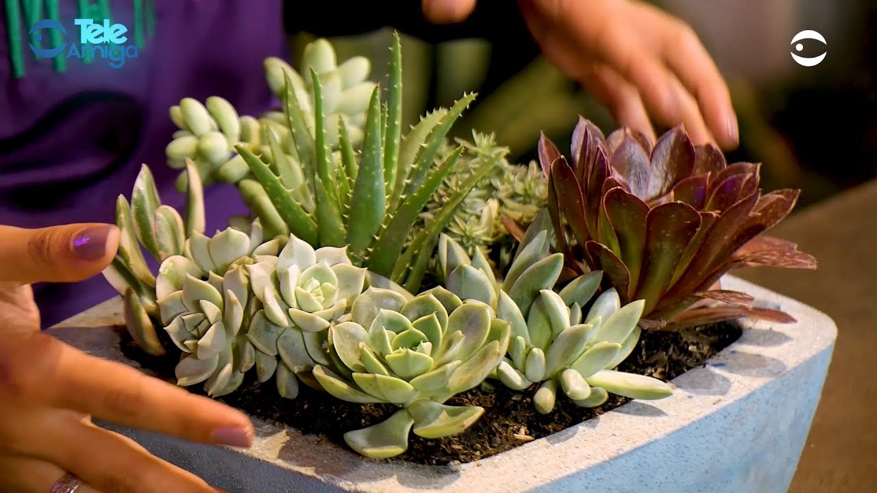 Plantas purificadoras - Plantas y Jardines