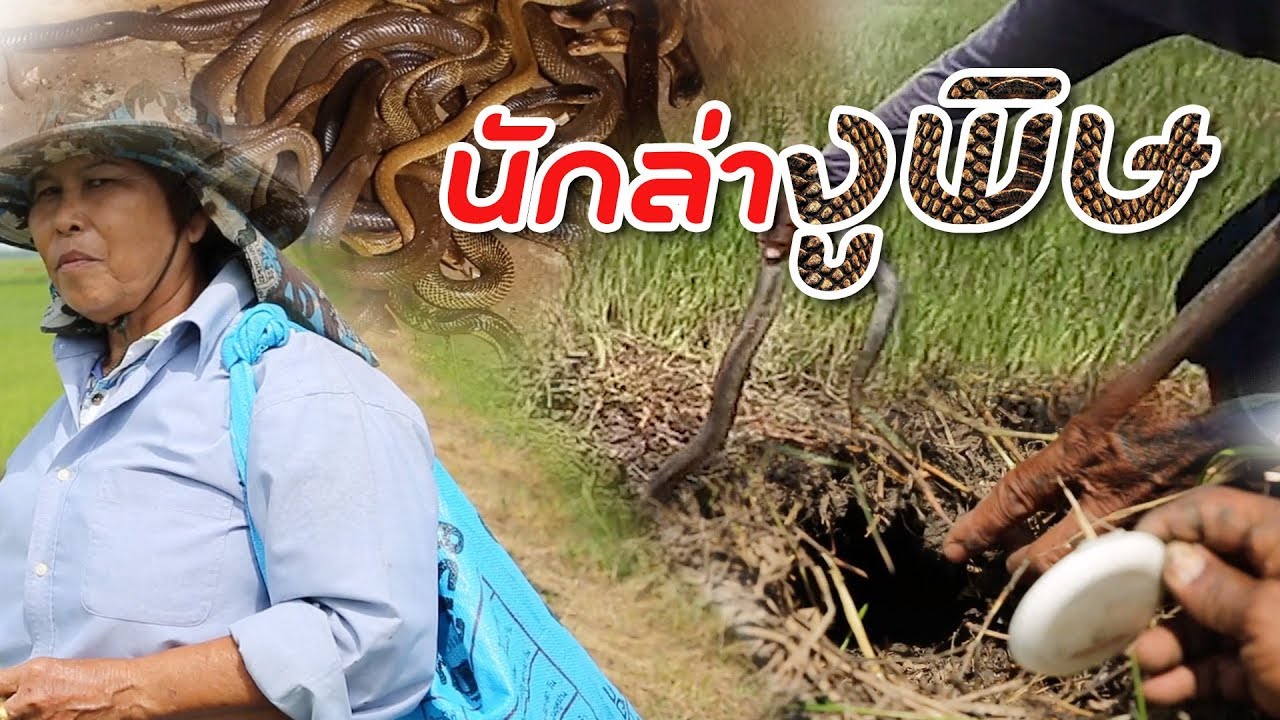 นักล่างูพิษ ใจกล้าสุด! l ไทยทึ่ง WOW! THAILAND