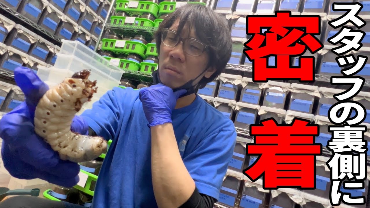 大量の昆虫と暮らすカメラマンの本業が凄まじかった！！！