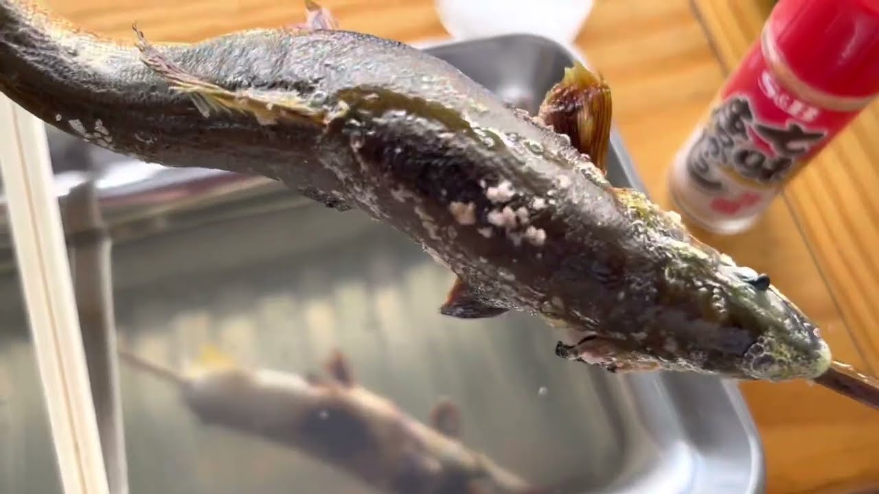 ファミリー層に圧倒的人気！大瀬観光やな　栃木県茂木町