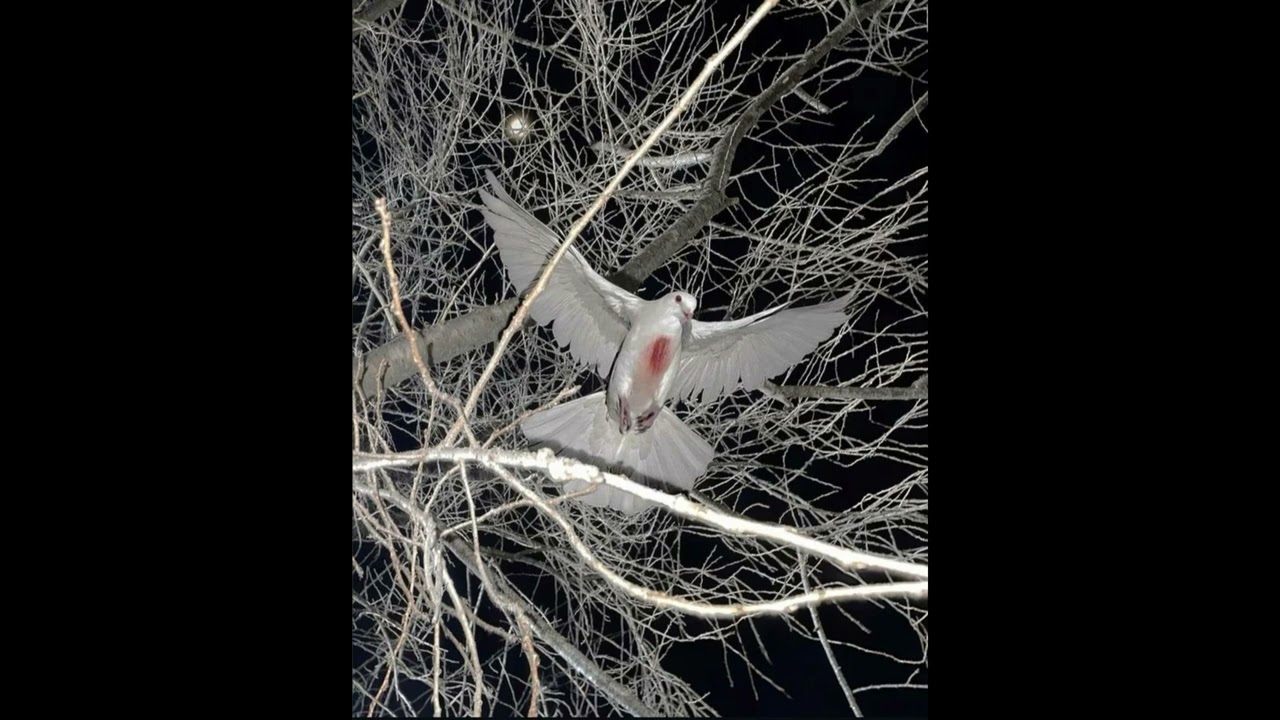 (SOLD) super ambient cloud rap type beat - 