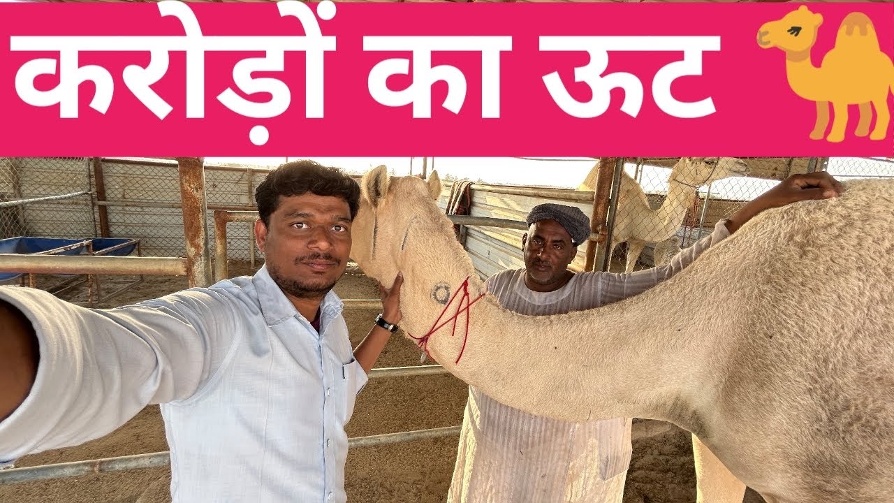 करोड़ों रुपए का ऊँट 🐫 | Vlogs Jeevan 